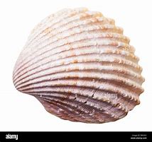 Image result for Mollusk Shell