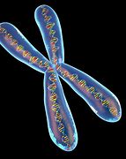 Image result for Chromosome Model