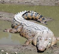 Image result for Sea Crocodile Size