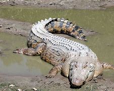 Image result for A Saltwater Crocodile