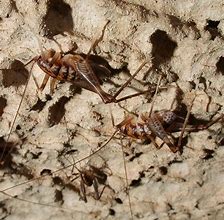 Image result for Cave Cricket