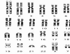 Image result for chromosom_5