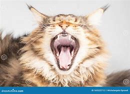 Image result for Main Coon Cat Mouth Open