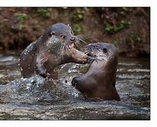 Image result for Otters Fighting