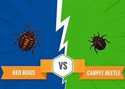 Image result for Bug vs Bettle