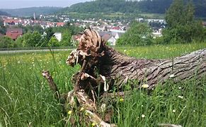 Image result for Nokia 808 Camera Sample