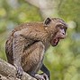 Image result for How to Trick a Monkey Imag