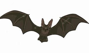 Image result for Flying Bat ClipArt
