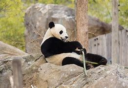 Image result for Giant Panda Zoo Habitat