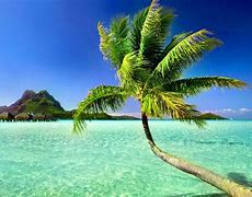 Image result for Palm Trees Background Laptop