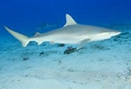 Afbeeldingsresultaten voor "carcharhinus Acronotus". Grootte: 148 x 100. Bron: www.gooddive.com
