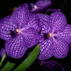orchidee fiori appassiti vanda orchid orchidee fiori appassiti vanda orchid
