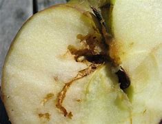 Image result for "apple-maggot"