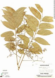 Image result for Cedrela Odorata