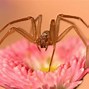 Image result for Spiders