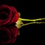 Image result for Black N Red Roses