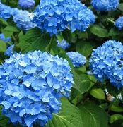 Image result for Shade Perennial Flowers That Bloom All Summer