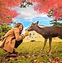 Image result for Fun in Japan