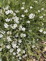 Image result for Gypsophila repens Alba