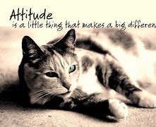 Image result for Best Cat Quotes