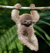 Image result for A Sloth without Fur Suit