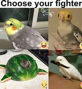 Image result for Cursed Bird Memes