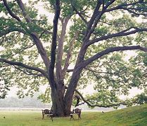 Image result for Trees