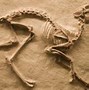 Image result for Largest Dinosaur Fossil