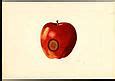 Image result for 1. Apple Cartoon