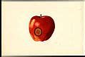 Image result for Big Apple Cartoon