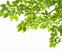 Image result for Green Leaves Pile Cartoony PNG