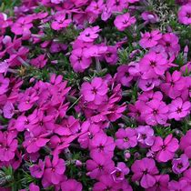 Image result for Phlox douglasii Red Admiral