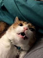 Image result for Super Funny Cat Face