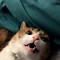 Image result for Funny Cat Smell Face