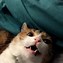 Image result for cats memes faces