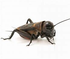 Image result for Different Types of Crickets