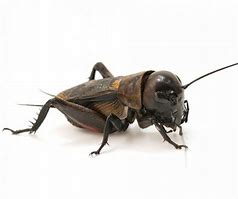Image result for Types of Crickets in Costa Rica