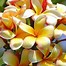 Image result for Exotic Flowers