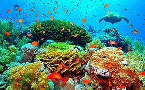 Image result for Ocean Biome Animals