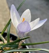 Image result for Crocus biflorus ssp. weldenii Albus