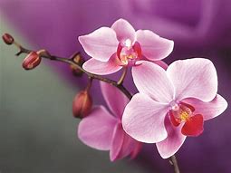 Image result for Samsung's 8 Orchid Colour
