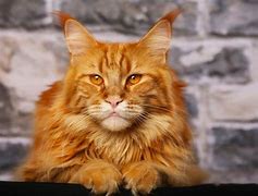 Image result for Ginger Cat Types