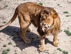 Image result for lion | id:769C5E49B4417DA979C00F5D949769205CB9A1B7