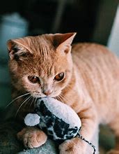 Image result for Ginger Cat Pictures