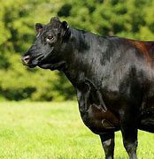 Image result for Angus Cattle