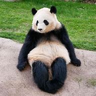 Image result for Panda Sitting Sanrio