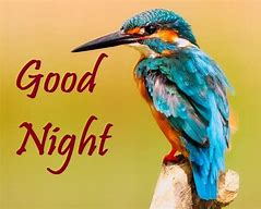 Image result for Good Night Birds of Paradise