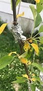 Image result for Yellow Leaves Dry Apple Tree