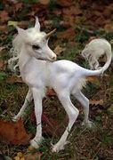 Image result for Funny Baby Unicorn
