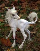 Image result for Mysical Unicorn Picture